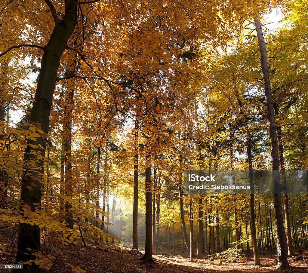 Vibrant Yellow Beech Forest in Autumn with Sunrays breaking through. Vibrant Yellow Beech Forest in Autumn with Sunrays breaking through.related: Autumn Stock Photo