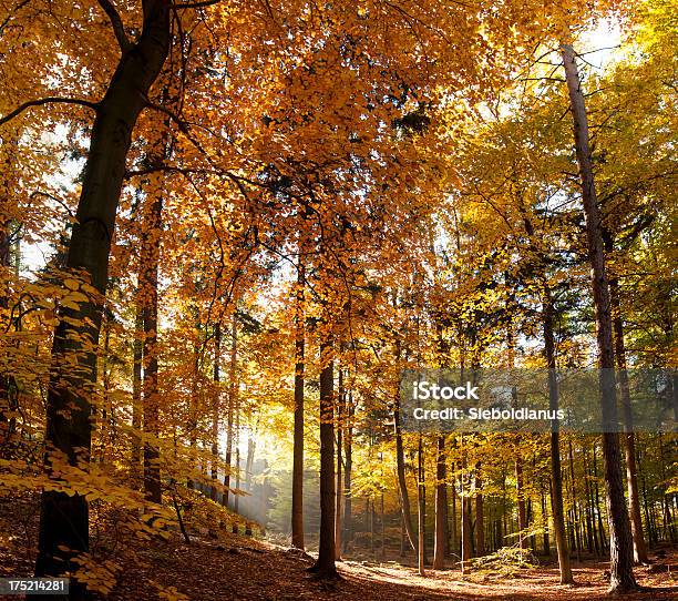 Vibrant Yellow Beech Forest In Autumn With Sunrays Breaking Through Stock Photo - Download Image Now