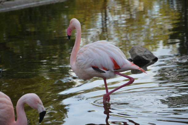 istock Pink flamingos alone and in groups 1752143546
