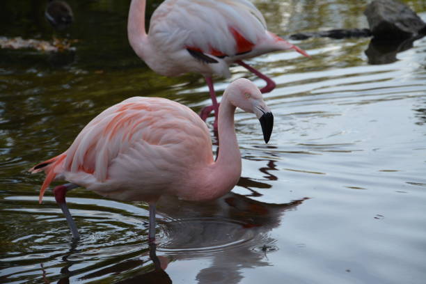 istock Pink flamingos alone and in groups 1752143699