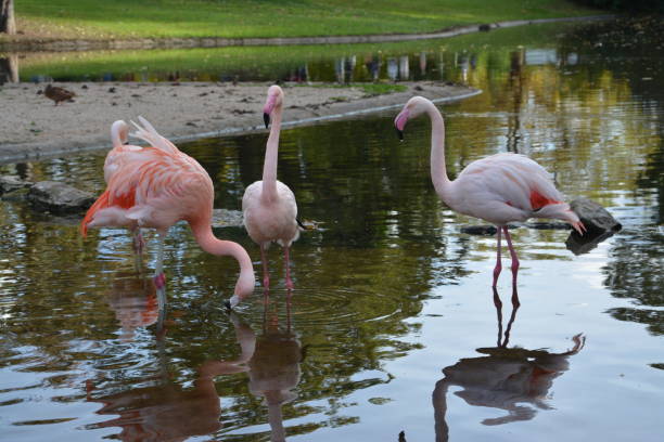 istock Pink flamingos alone and in groups 1752143799