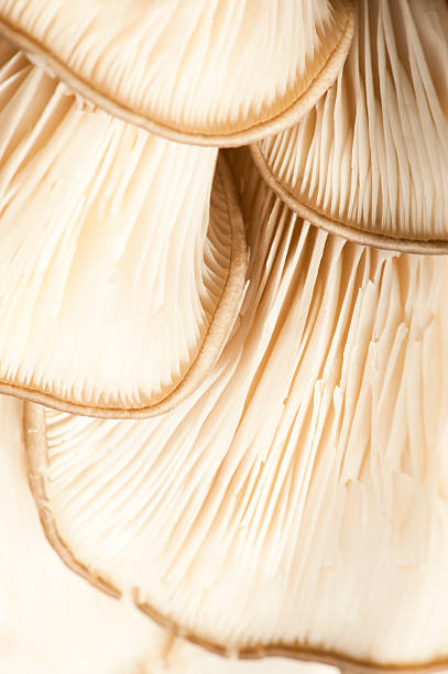 istock Lines of a Mushroom 175214381