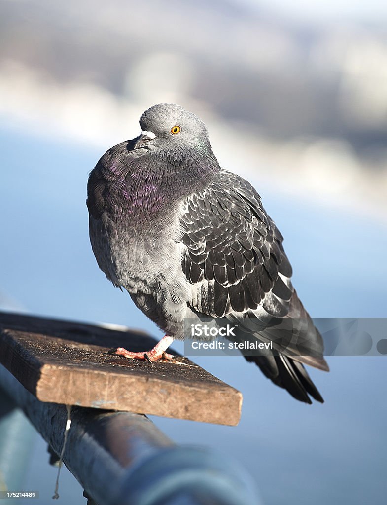 Pigeon primo piano - Foto stock royalty-free di Animale