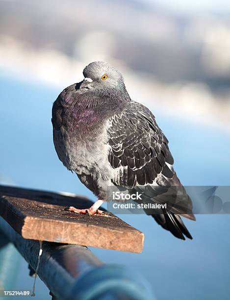 Pigeon Primo Piano - Fotografie stock e altre immagini di Animale - Animale, Close-up, Colomba