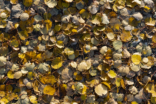 Photo background texture of autumn leaves on the ground. High quality photo