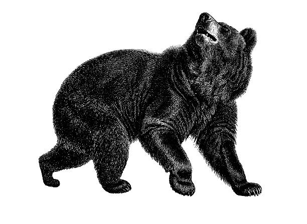 American black bear | Antique Animal Illustrations "Antique illustration of an American black bear. Published in Systematische Bilder-Gallerie, Karlsruhe und Freiburg (1839)." bear illustrations stock illustrations