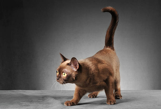 Gato birmanês Perseguir - fotografia de stock