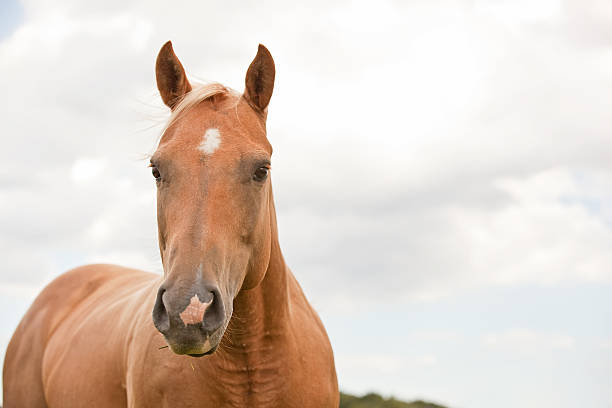 istock Palomino Horse 175214961