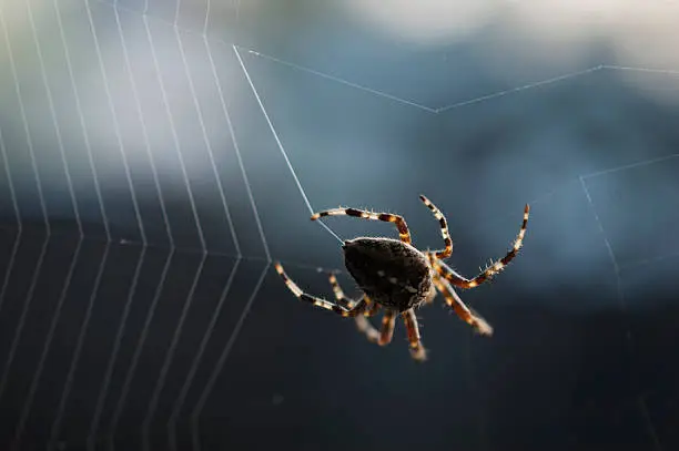 Photo of Cross Spider Web Weaving