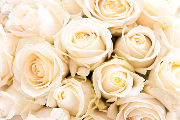 morbido white rose - dozen roses immagine foto e immagini stock
