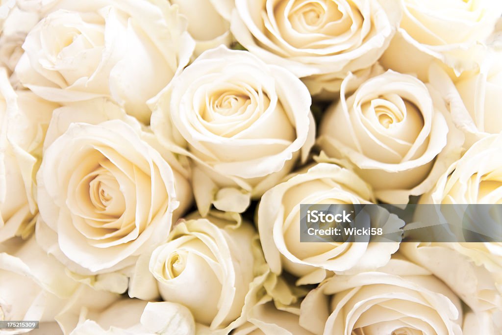 Subtle White Roses Soft White Roses Stock Photo - Download Image Now - Rose - Flower ...