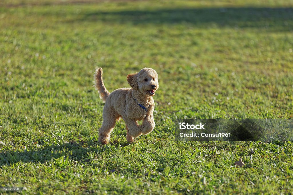Feliz corriendo - Foto de stock de Caniche miniatura libre de derechos