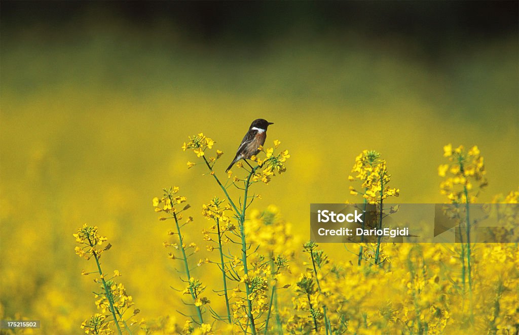 Uccello stonechat animali - Foto stock royalty-free di Ambientazione esterna