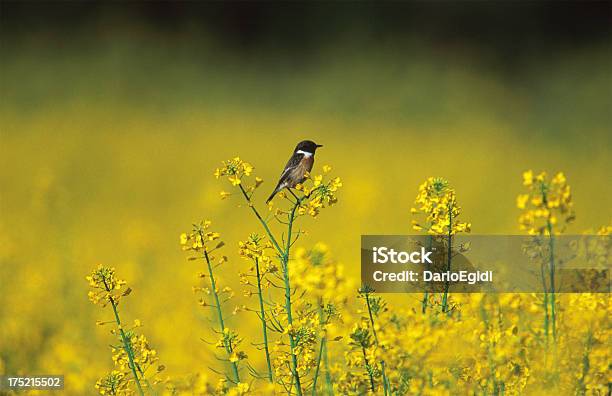 Uccello Stonechat Animali - Fotografie stock e altre immagini di Ambientazione esterna - Ambientazione esterna, Animale, Campo