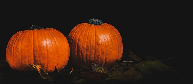 A vibrant collection of autumn pumpkins, their rich hues and unique shapes heralding the imminent arrival of Halloween. Set against the backdrop of fall’s golden palette, they evoke the festive spirit and age-old traditions of the season.