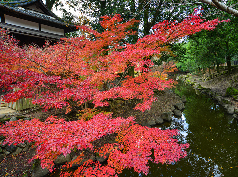 Landscape of Japanese garden at autumn in Nara, Kansai, Japan. Nara is one of the Japans most rewarding destinations.