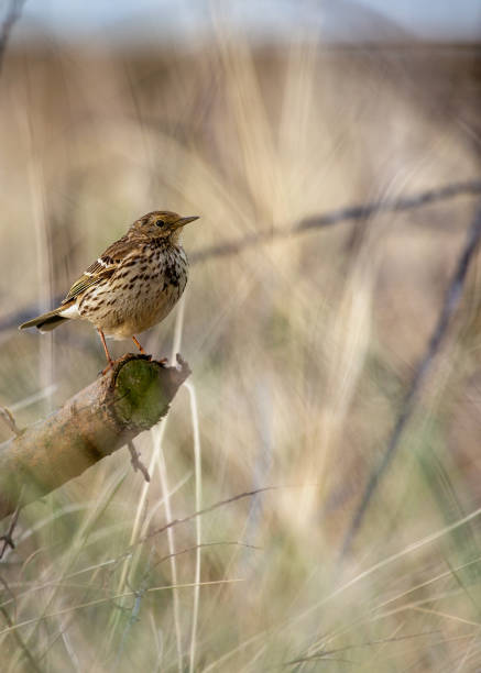 istock Meadow Pipit (Anthus pratensis) spotted in Dublin, Ireland 1752159892