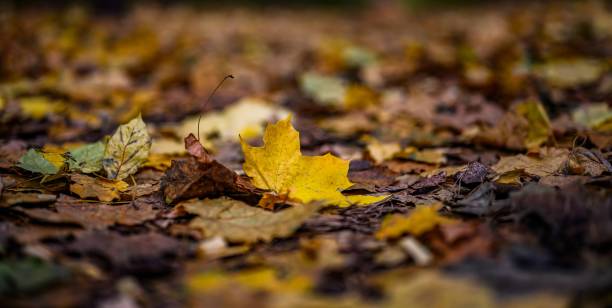 istock Autumn’s Tapestry - A Symphony of Fall Colors 1752160490