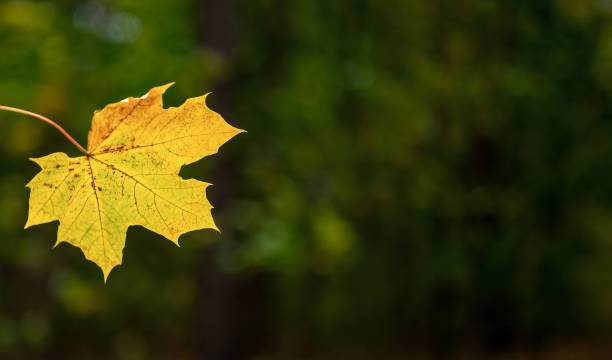 istock Autumn’s Tapestry - A Symphony of Fall Colors 1752160502