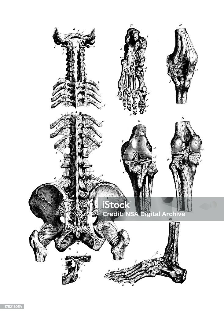 Human Main Bones | Antique Medical Scientific Illustrations and Charts "Antique engraving of main bones of the human body. Illustrations published in Systematischer Bilder-Atlas zum Conversations-Lexikon, Ikonographische Encyklopaedie der Wissenschaften und Kuenste (Brockhaus, Leipzig) in 1875." 19th Century stock illustration