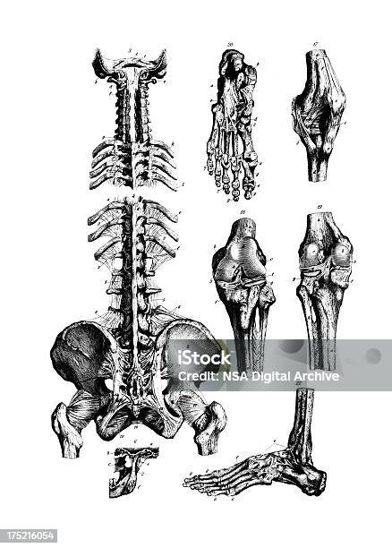 Human Main Bones Antique Medical Scientific Illustrations And Charts Stock Illustration - Download Image Now
