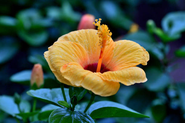 istock Hibiscus: Large, Striking and Trumpet-shaped Bright Flower 1752161099