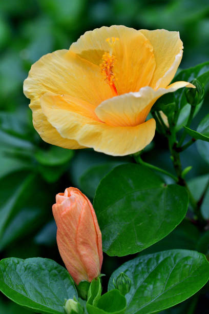 istock Hibiscus: Large, Striking and Trumpet-shaped Bright Flower 1752161114