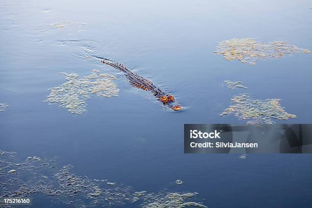 Alligator Pływanie W Wodzie - zdjęcia stockowe i więcej obrazów Aligator - Aligator, Aligator amerykański, Bagno