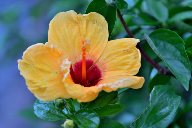istock Hibiscus: Large, Striking and Trumpet-shaped Bright Flower 1752161649