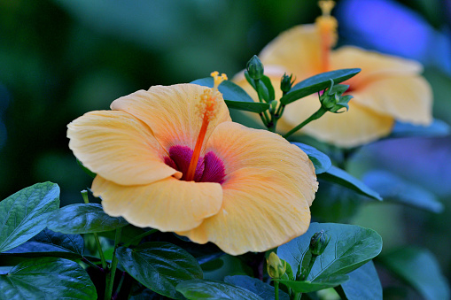 Hibiscus produces large, funnel-shaped or trumped-shaped flowers with soft petals and attractive large stamens. It is a perennial flowering plant and flowers through the year. Hibiscus flowers come in a variety of colors, including red, pink, orange, white and yellow.\nIt also has medical uses; the flowers and leaves can be made into tea and liquid extracts that can help treat a variety of conditions.