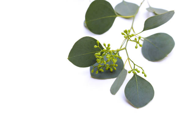 istock Eucalyptus leaves on white background. Green leaf branches. 1752164430