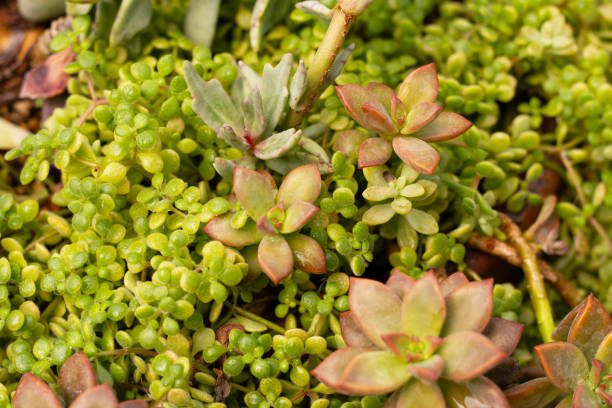 istock Beautiful succulent in a pot 1752165809