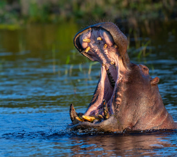 hippopotame - botswana - parc chobe photos et images de collection