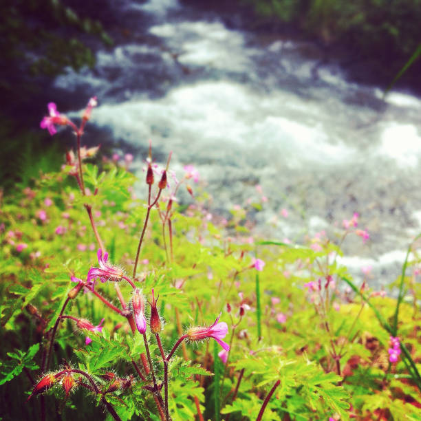 istock Flowers along a creek 175217073