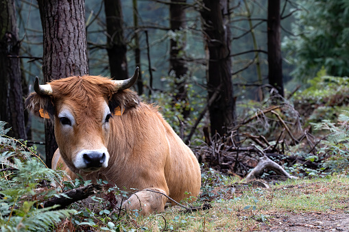 reddish cow lying on the grass in the forest where it lives freely. Ecological and environmentally friendly livestock farming. horizontal portrait. copy space