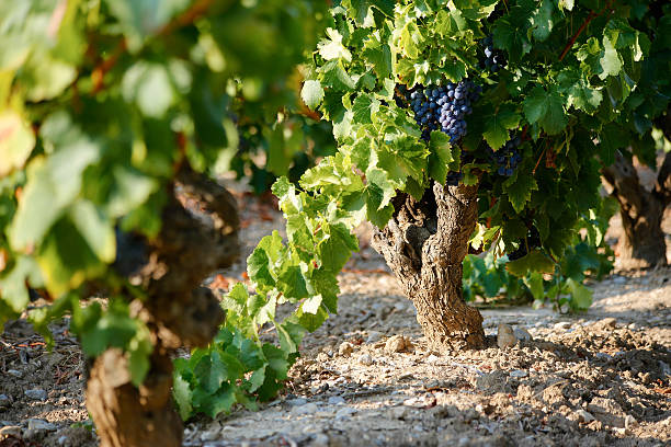 Vineyard stock photo