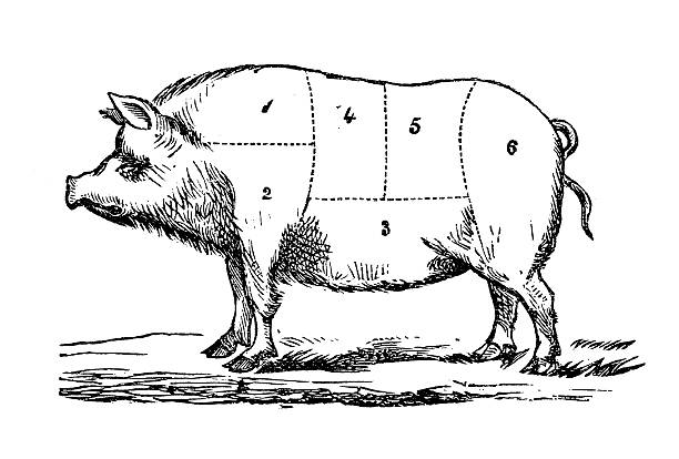 ilustraciones, imágenes clip art, dibujos animados e iconos de stock de cerdo articulaciones gourmet ilustraciones/antigüedades - pork chop illustrations
