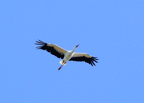 stork, white, flying, close-up, blue sky, wingspan, one animal, details, backgrounds, Netherlands