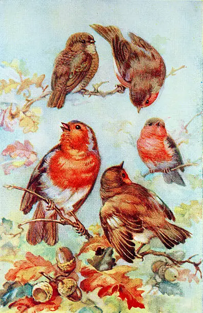 Photo of Old Greetings Card with Robins