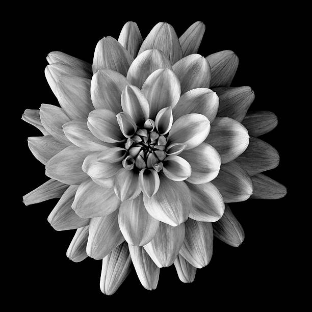 istock dahlia flower head on black 175217609