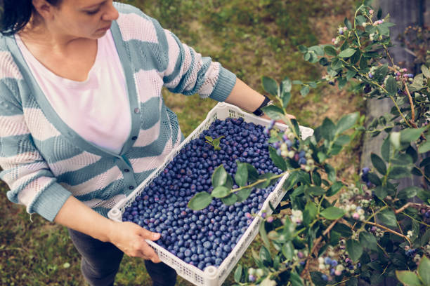 istock Woman picking fresh blueberries on a farm. 1752176340