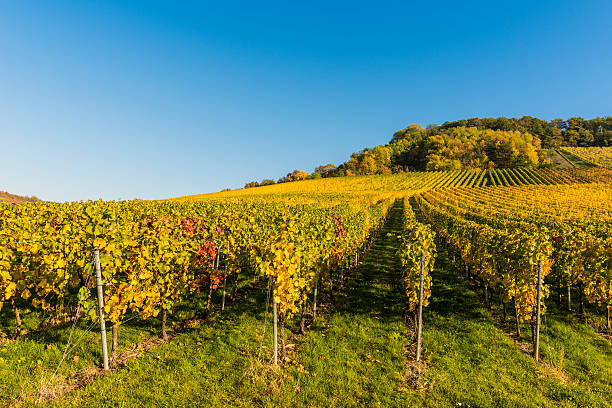 istock Natural hilly vineyard autumn colorful rows grapevines 175217820