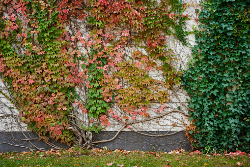 brick wall with ivy plant background