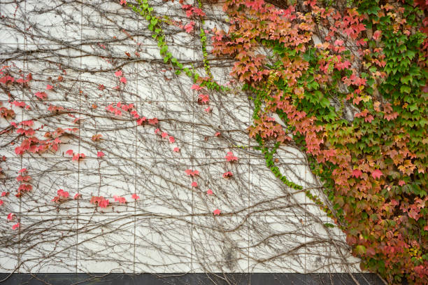 High Res photograph of a wall partially covered with wild vine (Parthenocissus tricuspidata).