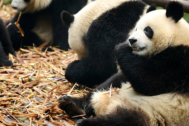 istock Group of giant panda eating bamboo Chengdu, China 175218158