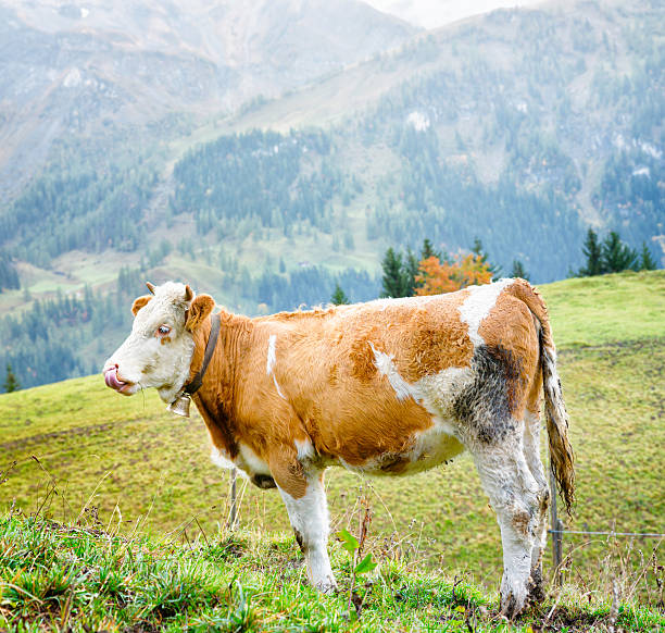 istock Swiss Alpine Simmental Cow licking her snout 175218420