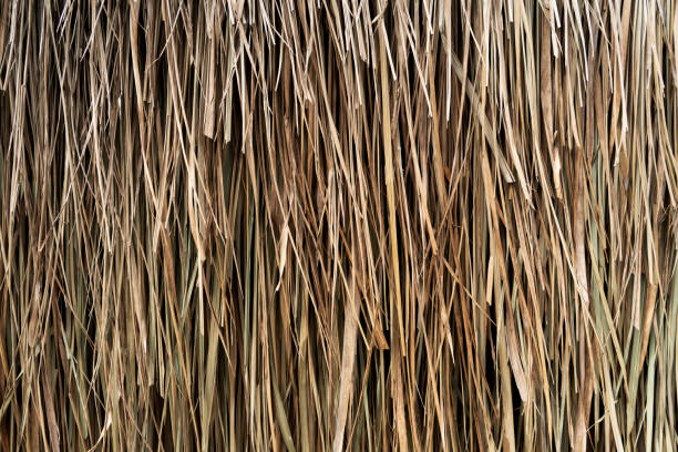 istock Texture of dry hay forage for livestock 1752184853