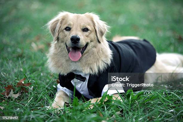 Cute Dog Stock Photo - Download Image Now - Animal, Animal Hair, Beautiful People