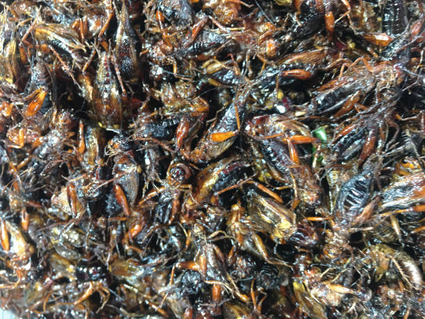 istock Food made from insects. Fried insects 1752185436