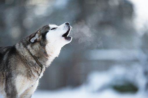 Alaskan Malamute howling. Selective focus and shallow depth of field.